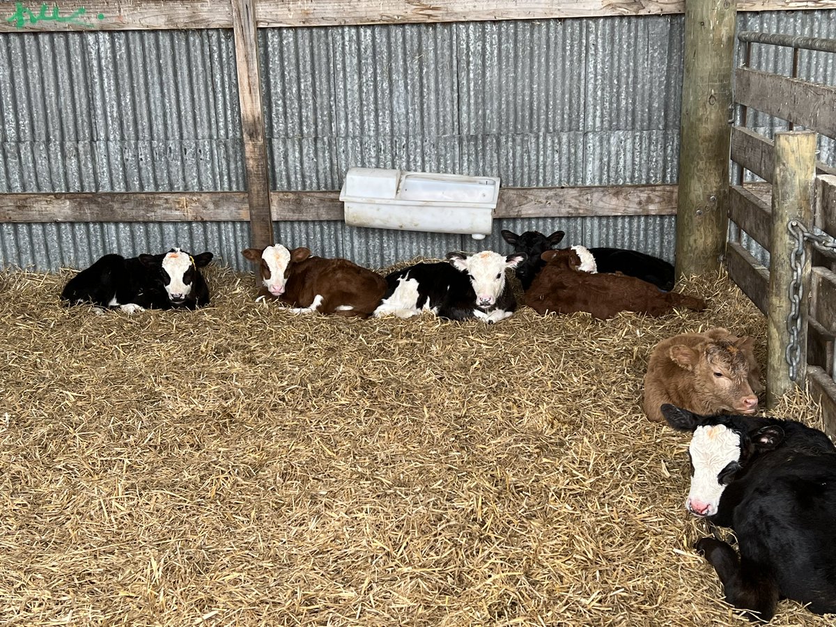Bit of a grey day bit very enjoyable down in Rangitata - there were even some lovely #Ezicalves to see! Keep an eye out for a case study on how this farm has reduced GHGs!