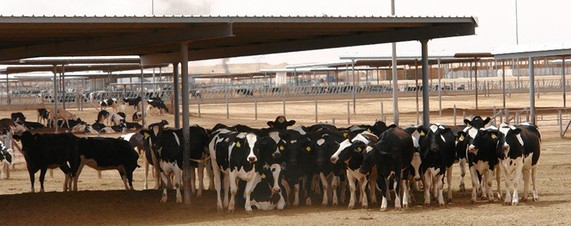 agribusinesszw's tweet photo. Almarai cattle farm in Saudi Arabia has  93,711 cows including 72,985 heifers and employs 2,750 employees. It produces 1,2billion litres of milk each year. Each dairy cow produces 40 litres daily.

#agribusinesstalk https://t.co/ecEICFHyNB