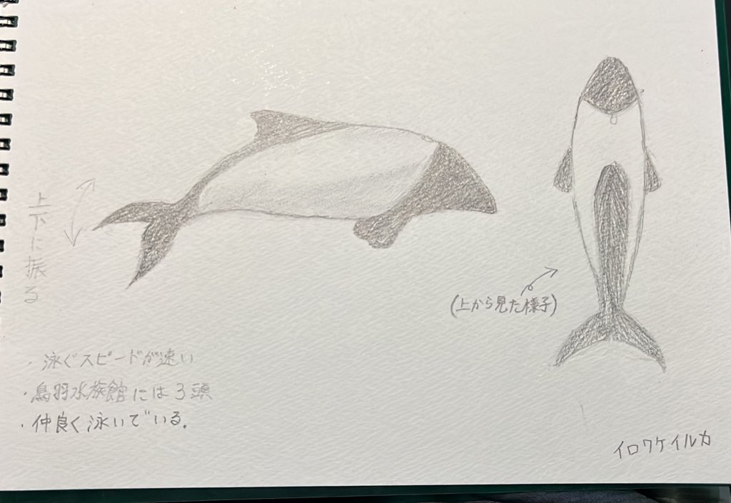 鳥羽水族館 のイラスト マンガ作品 46 件 Twoucan 鳥羽水族館 のイラスト マンガ作品 46 件 Twoucan