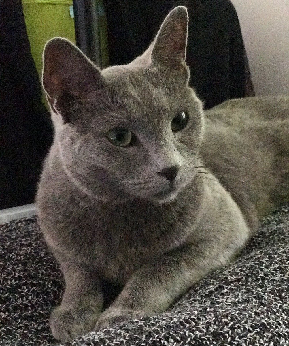 MeiLiPowell's tweet photo. @AldiUK How about #GreyCatAppreciationDay? 😽 https://t.co/18YKK1pgDo