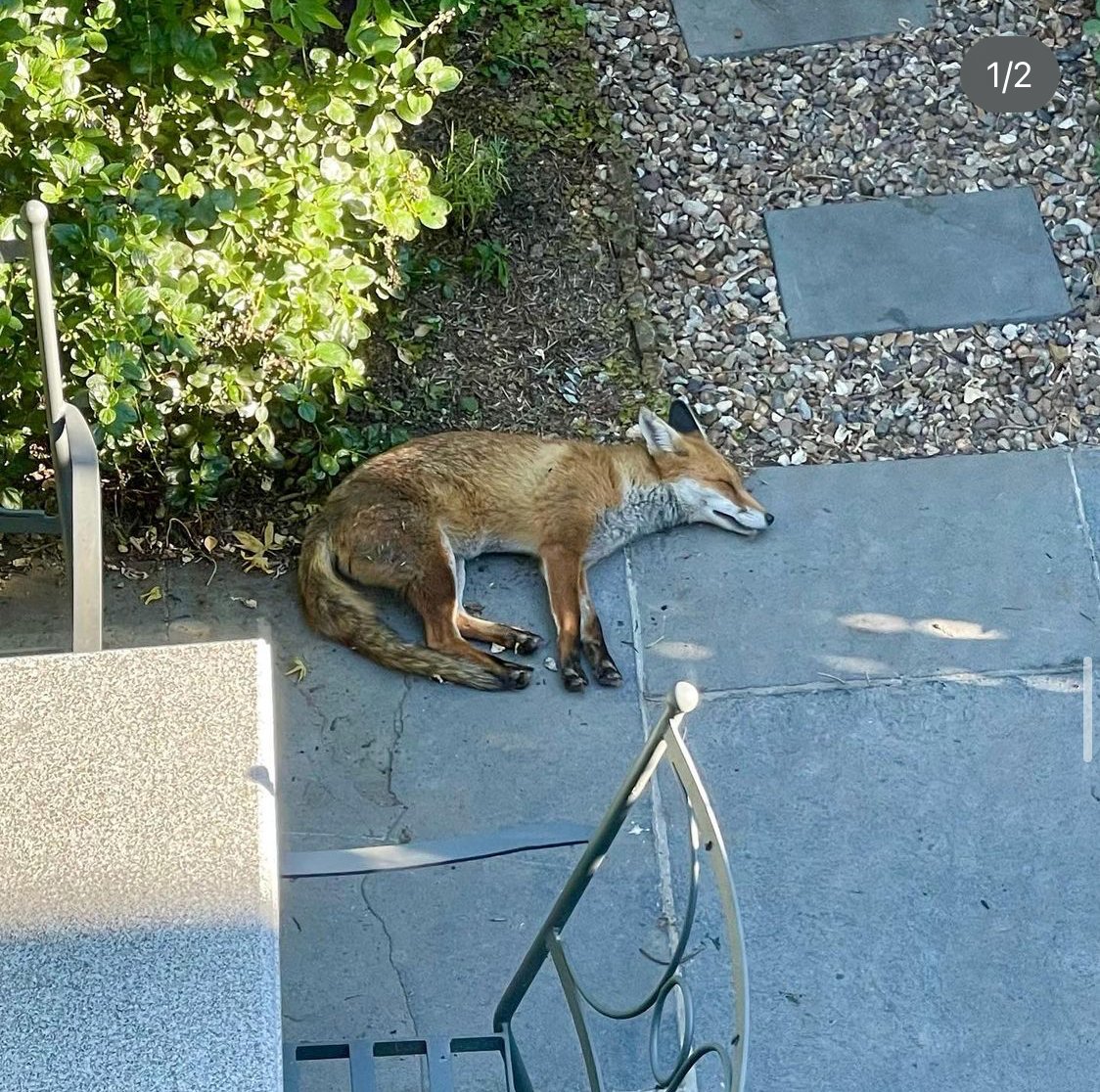 I could think of comfier spots , but then again , I'm not a fox . #FoxOfTheDay by @harringayfoxfam on Instagram