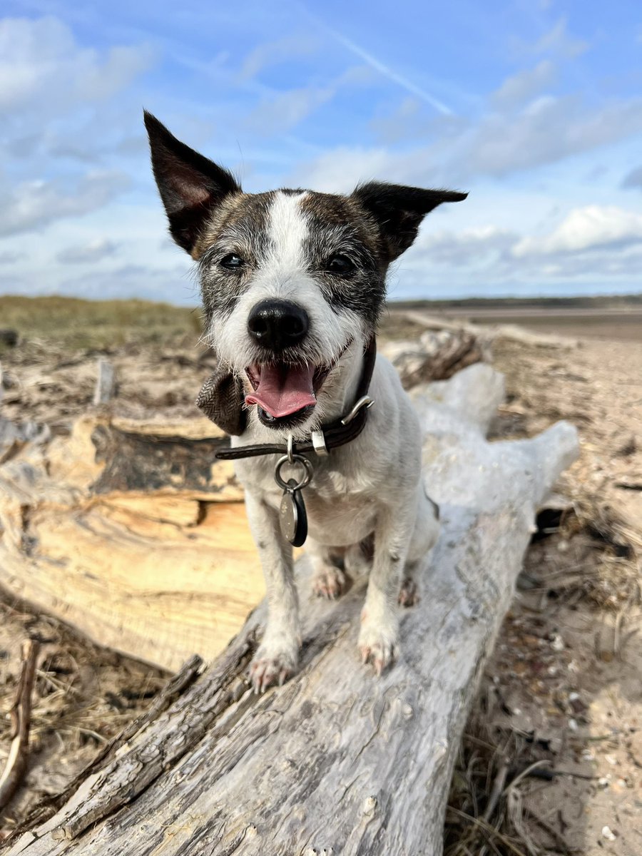 Please all I ask is if you have Benji or know anything just let us know or take him to a local vets, no questions asked. He’s not just a dog or just a pet he was a huge part of our family and now he’s gone, vanished with no answers. 😔 

#bringbenjihome