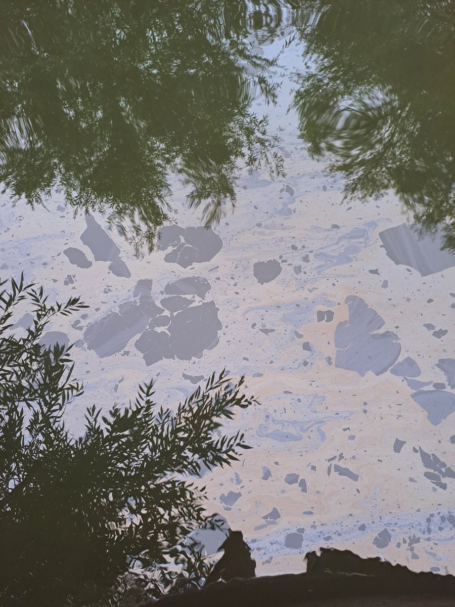 The surface of the Thames downstream of Oxford currently looks like this.