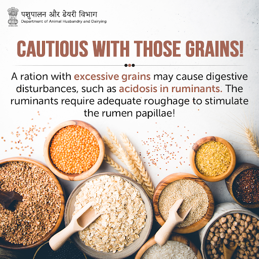 Dept_of_AHD's tweet photo. 🌾🐂 An excess of grains results in the release carbohydrates into the animal's rumen, which rapidly ferments rather than being digested normally causing 
Acidosis.

#AnimalHealth #AnimalWealth #AnimalFeed https://t.co/FF673y0vrj