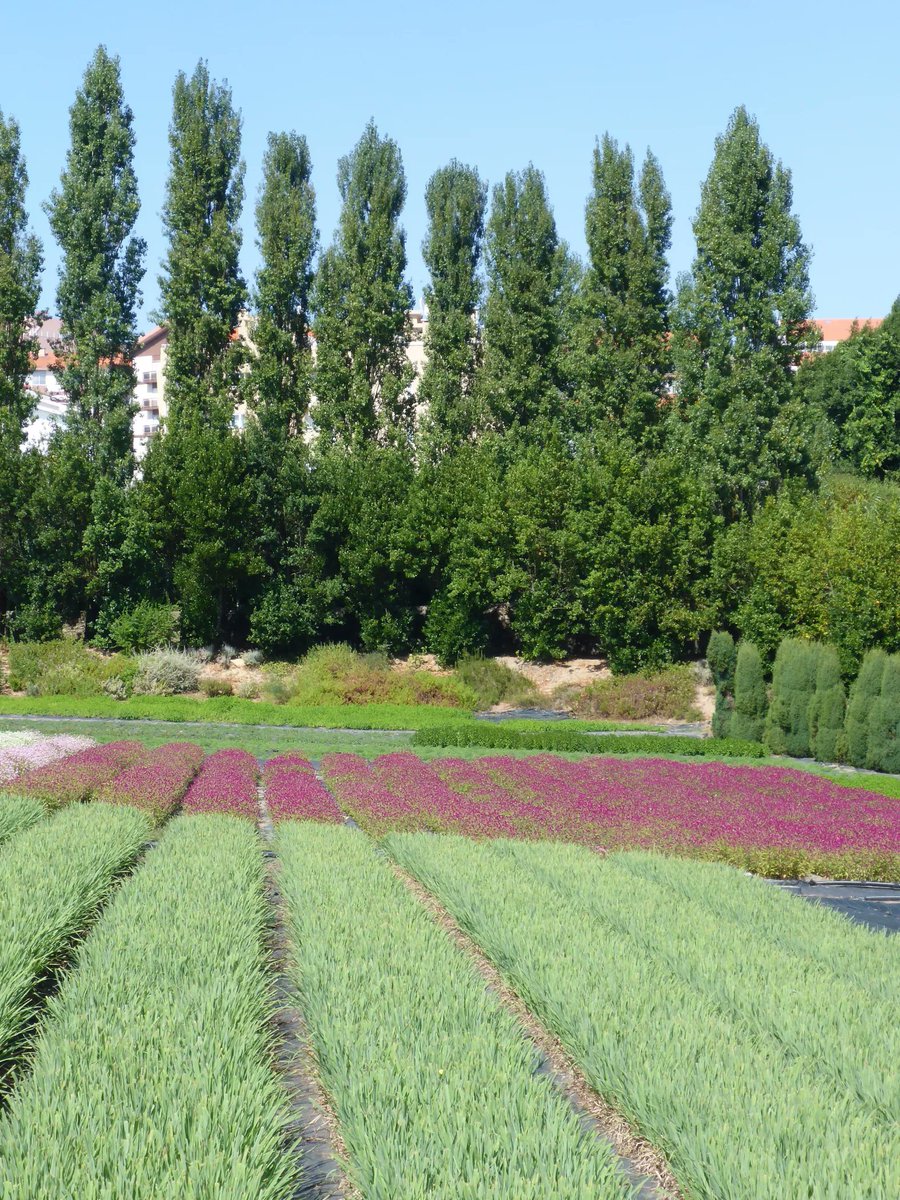 alentejo_1970's tweet photo. In #Canidelo, #VilaNovadeGaia Cantinho das Aromáticas is located in Quinta do Paço. A place with a lot of history and where there are 30 cultivated species (teas, infusions and condiments) and more than 180 available in pots, so you can make the garden in your own home. https://t.co/FosvdRme9v