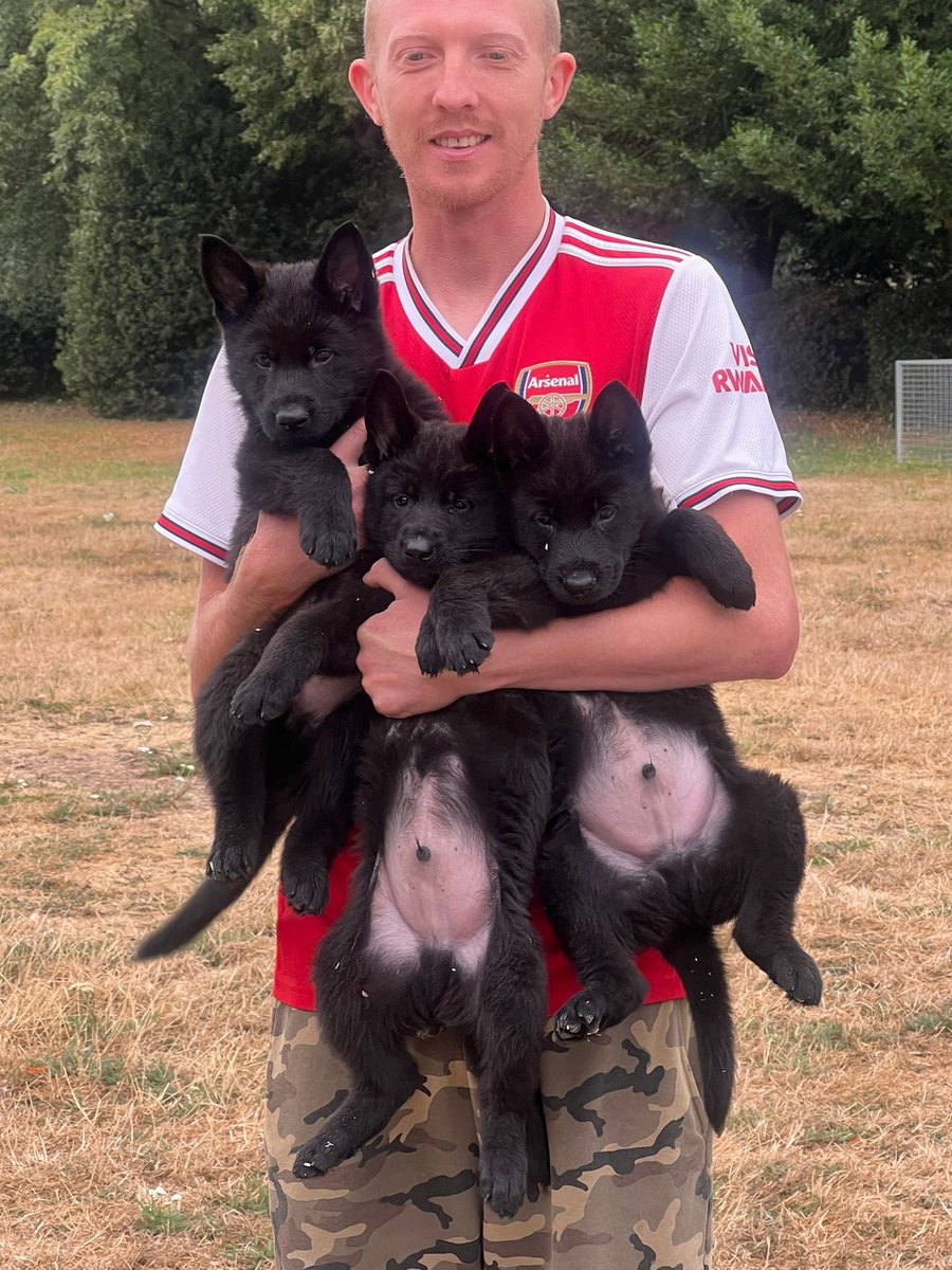 DC_PoliceDogs's tweet photo. Off up to Catello German shepherds in Northants to collect these 3 bad boys next Tuesday subject to them passing their puppy tests. They will be joining TPD’s  Bruno, Saka and Veena for our September 2023 Police dog course. https://t.co/vUvp8E74B2