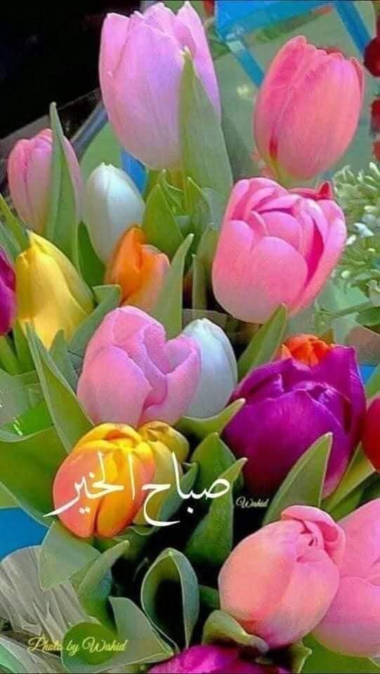 اللهم جمل صباحنا بذكرك وعفوك وتوفيقك وبركتك ورضاك
اللهم بك أصبحنا
وعليك توكلنا وأنت خير الحافظين
اللهم إنا نسألك يوماً لا انكسار فيه
و رزقاً لاحرام فيه
ونسألك الجنة وما قرب إليها من قول أو عمل.