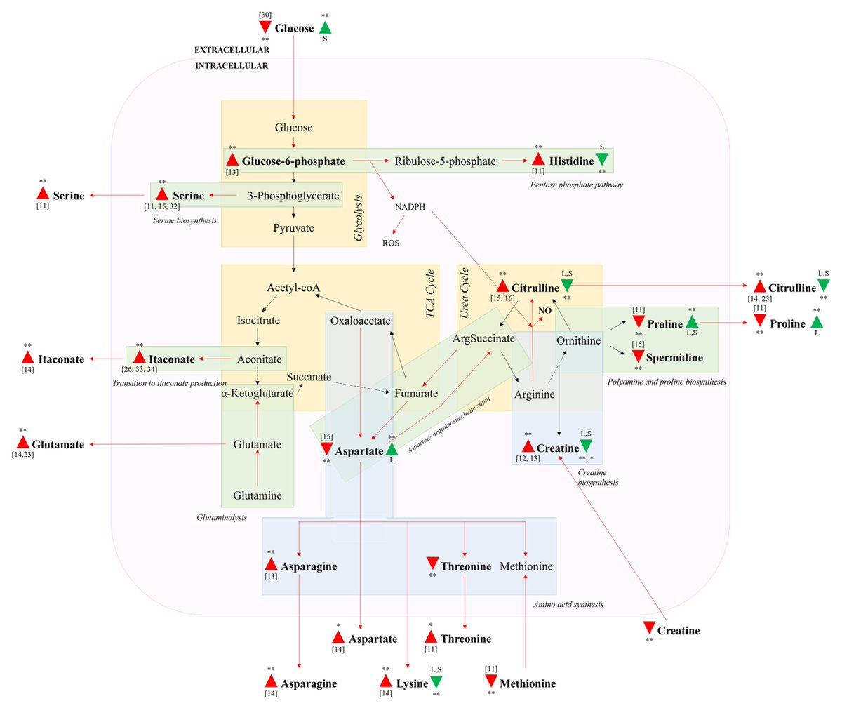 CIMB_MDPI's tweet image. 📢"Evaluation of #AntiInflammatory Effects of #CeleryLeaf and Stem Extracts in LPS-Induced RAW 264.7 Cells Using Nitric Oxide Assay and LC-MS Based #Metabolomics" 

by  Lau et al. @NUSingapore @astar_research

Feel free to read and download it at: mdpi.com/1467-3045/43/3…