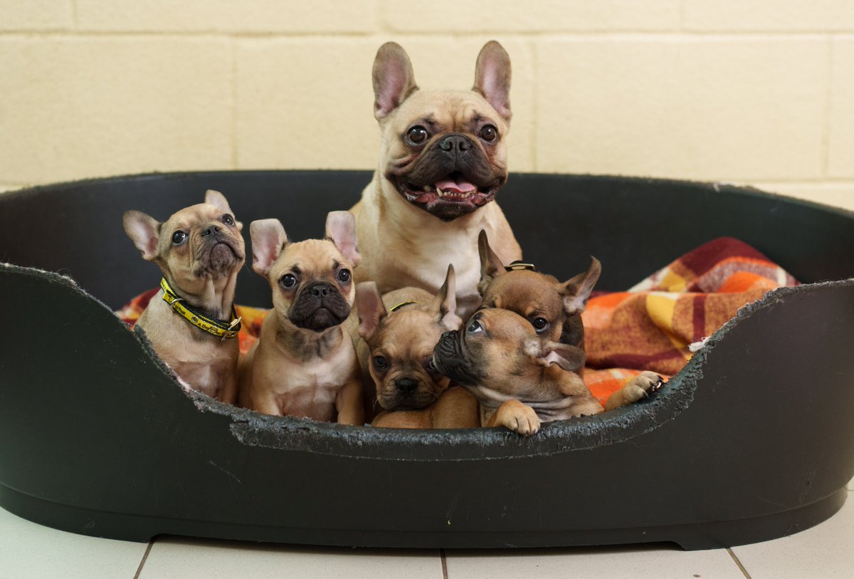 Dogs Trust Ireland tweet media