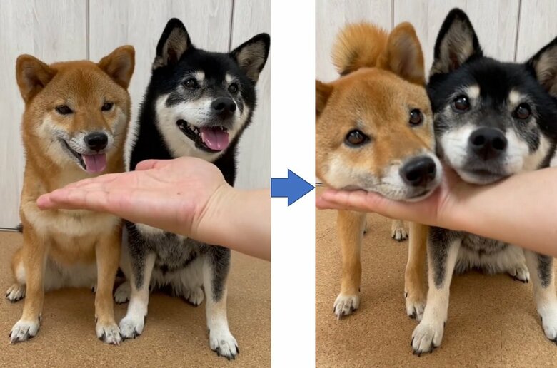 阿吽の呼吸 柴犬2匹の 一緒にあご乗せ3連発 が愛くるしい 飼い主 得意な技が50個以上 Twitter