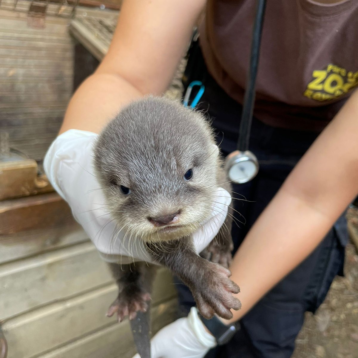Zooactu tweet media