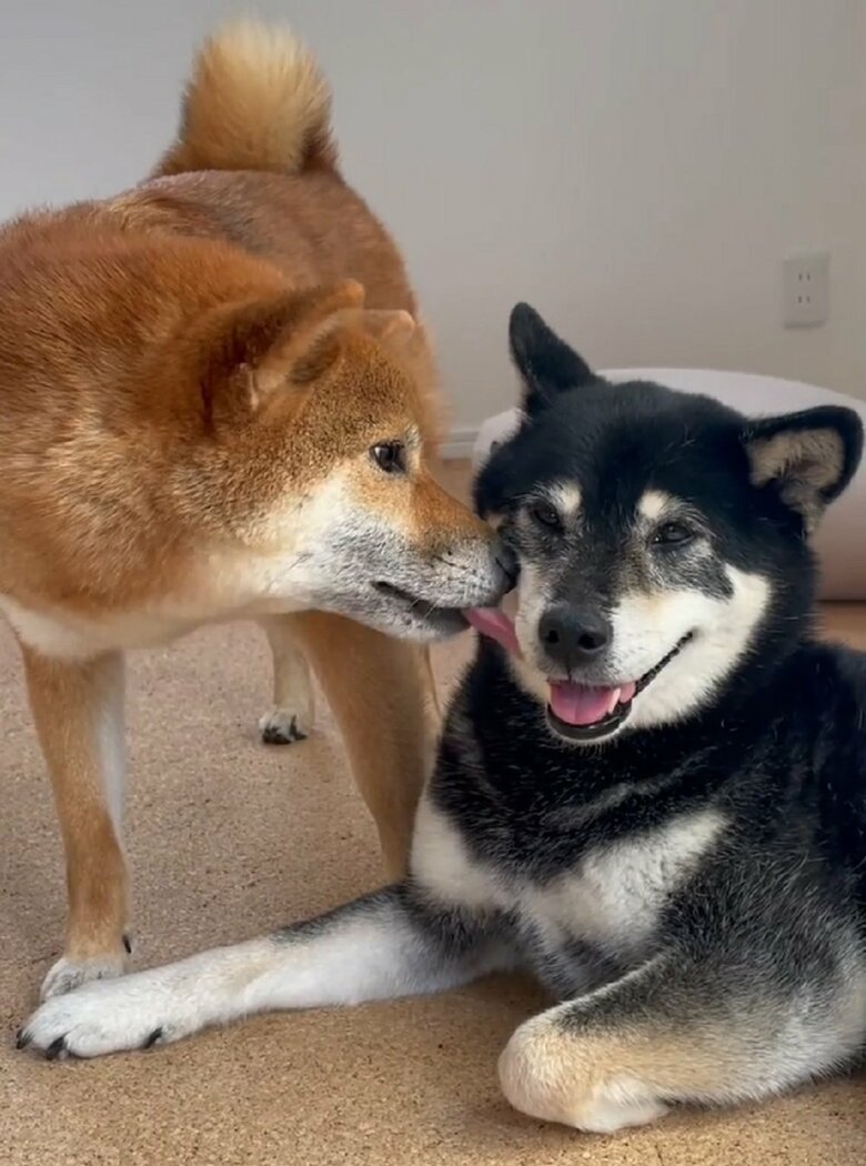 阿吽の呼吸 柴犬2匹の 一緒にあご乗せ3連発 が愛くるしい 飼い主 得意な技が50個以上 Twitter