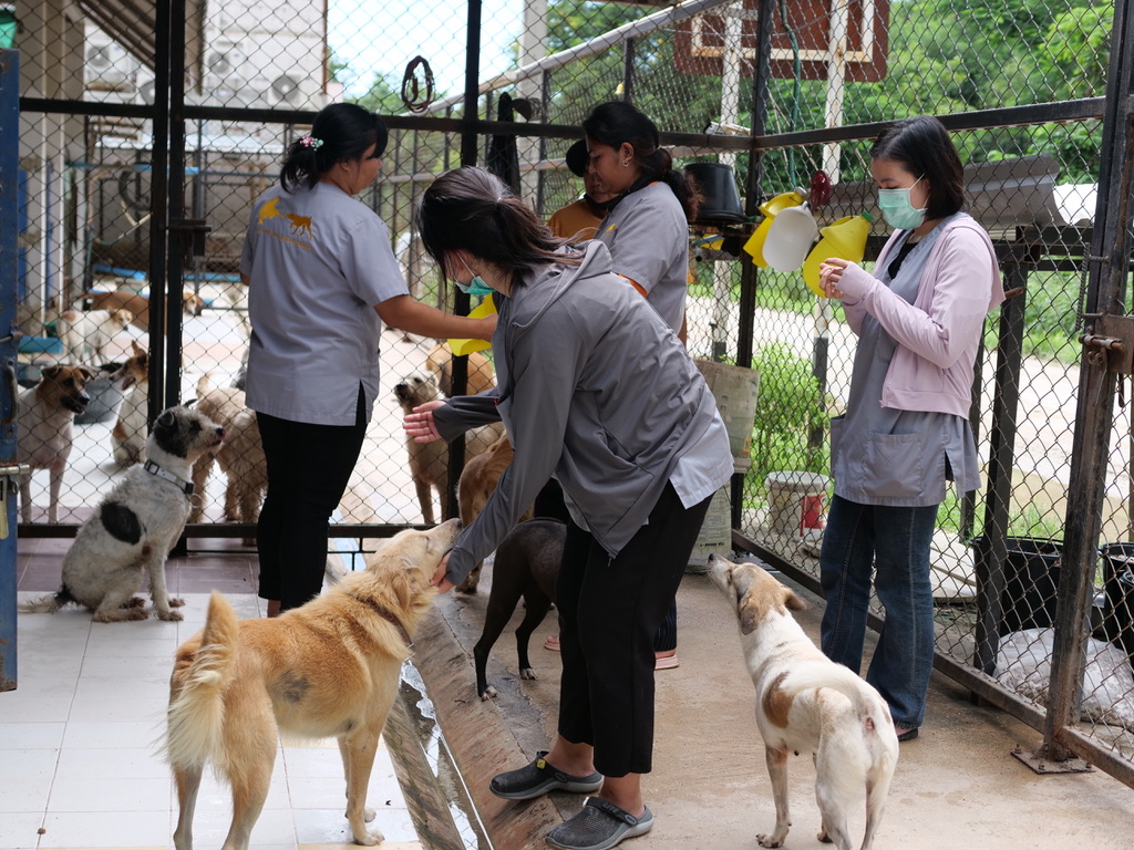 tmtrdorg's tweet photo. It’s again time to treat our dogs with Bravecto. This medication prevents fleas and ticks as well as curing mange in only one treatment. It is long lasting and absolutely necessary for the 1080 dogs in our care. 
We are seeking to raise $6700 USD for this important medication https://t.co/UmMLMaQ8M5