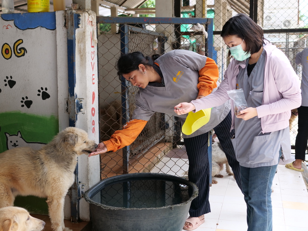 tmtrdorg's tweet photo. It’s again time to treat our dogs with Bravecto. This medication prevents fleas and ticks as well as curing mange in only one treatment. It is long lasting and absolutely necessary for the 1080 dogs in our care. 
We are seeking to raise $6700 USD for this important medication https://t.co/UmMLMaQ8M5