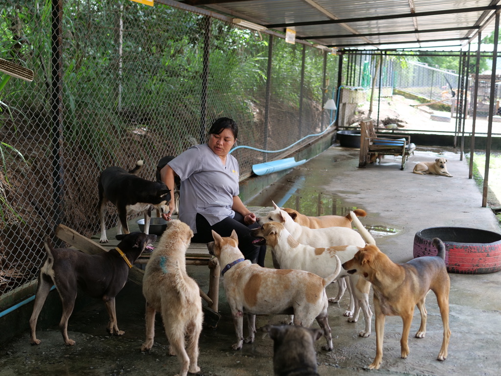 tmtrdorg's tweet photo. It’s again time to treat our dogs with Bravecto. This medication prevents fleas and ticks as well as curing mange in only one treatment. It is long lasting and absolutely necessary for the 1080 dogs in our care. 
We are seeking to raise $6700 USD for this important medication https://t.co/UmMLMaQ8M5