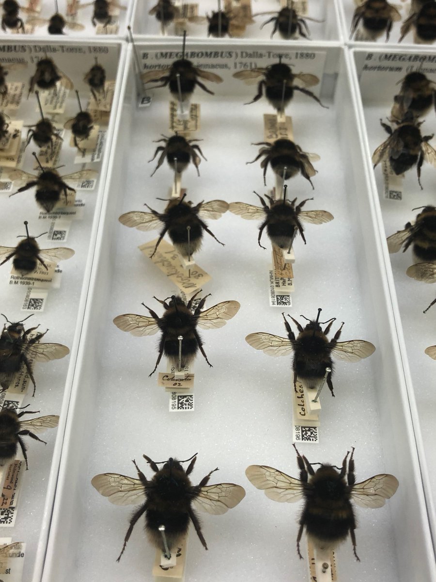 richjgill's tweet photo. Check out the 1st papers from our bumblebee museum project. One studying wing asymmetry (proxy of stress) over the 20th century: https://t.co/MshPg0ur19 The other showcasing genome sequencing of specimens dating back to 19th century: https://t.co/pL9WPrfIsz https://t.co/TRA6uetMet