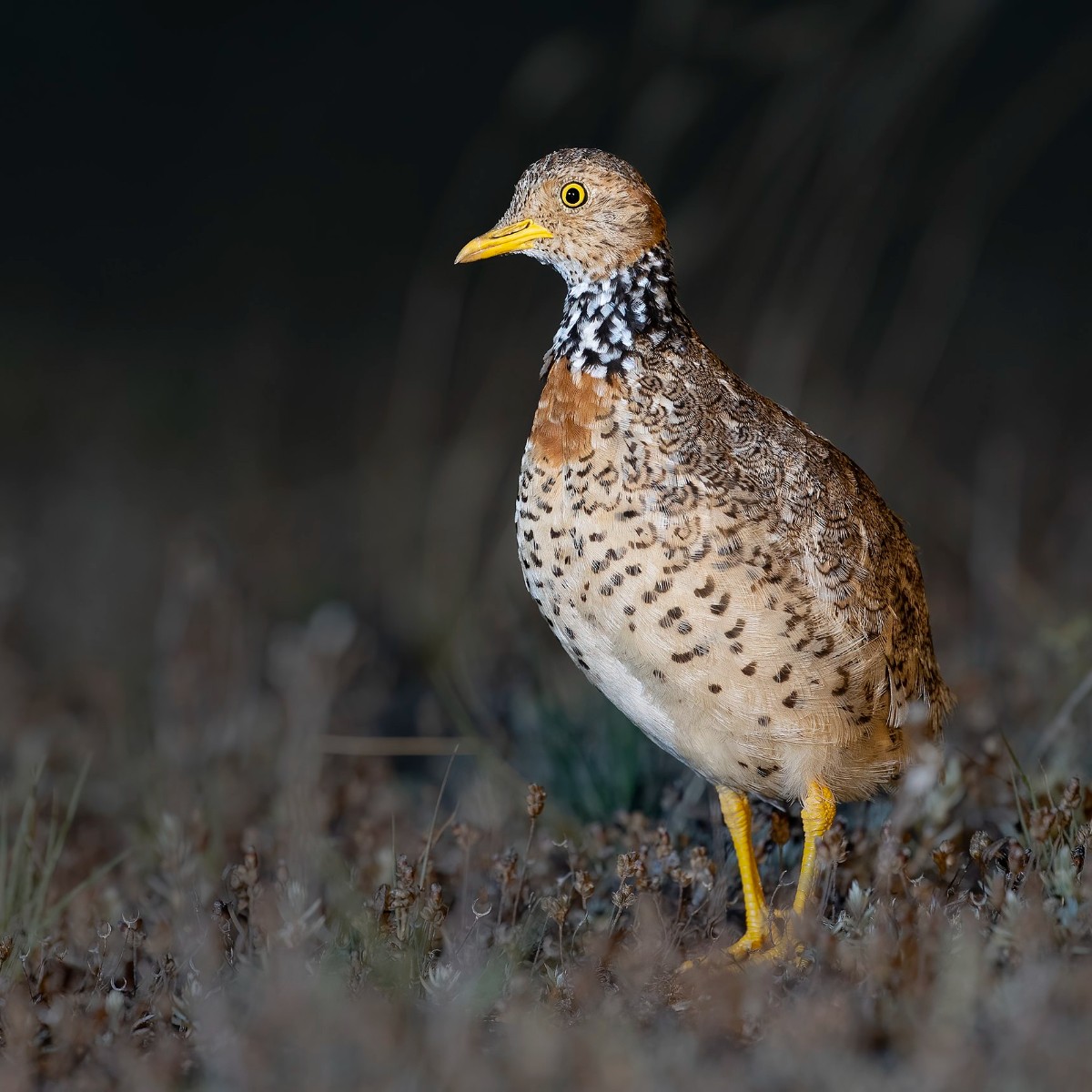 Fantastic survey results for the Plains-wanderer in Victoria! 👏 The Australian Government has been supporting North Central CMA to undertake work to help the Plains-wanderer, one of the birds the Australian Government has prioritised for recovery. More 👉fal.cn/3r7AO