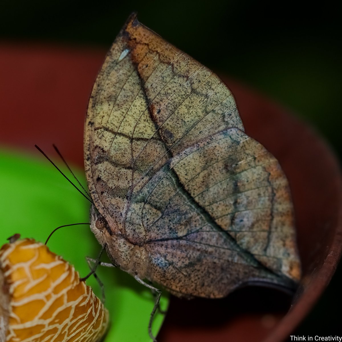 thinkincreativ1's tweet photo. A living leaf🤩 My new favorite exotic🦋
#orangeoakleaf https://t.co/2GjwUUXdPJ