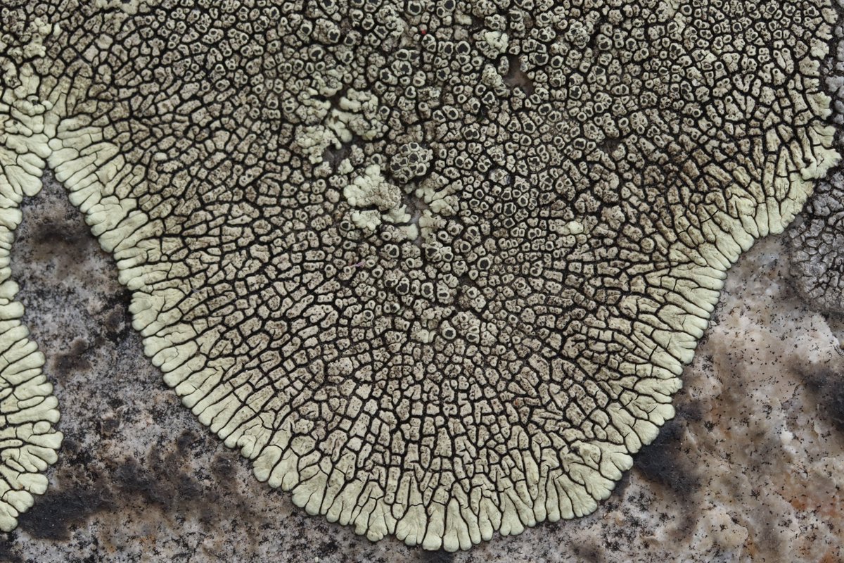 RPilze's tweet photo. I suppose this is Dimelaena oreina. Found in Prague on rocks at Divoká Šárka.
#lichen #flechte #nature #natur #naturephotography https://t.co/wjJF25H8z0