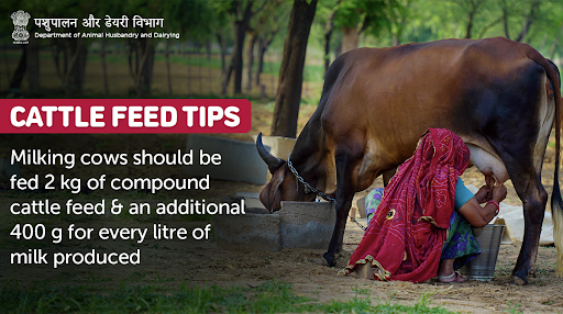 Dept_of_AHD's tweet photo. 🐮🌾 Compound #CattleFeed of optimum quality is necessary for keeping them healthy and boosting #milk production!

#AnimalHealth #AnimalWealth #FeedAndFodder https://t.co/49zQRy0y3l