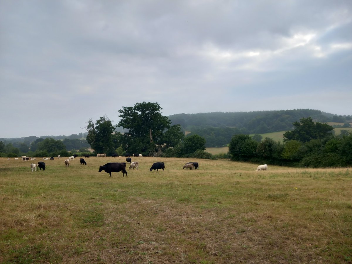 lazyperfection's tweet photo. Morning run #running #exercise #wiltshirerunner #cowsinthefield #rurallife #countryrun #countryside #wiltshire #longleat #cranbournechase #outdoors https://t.co/N3n8Jgnp61