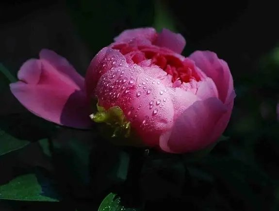 Peony Art(互fo) tweet media