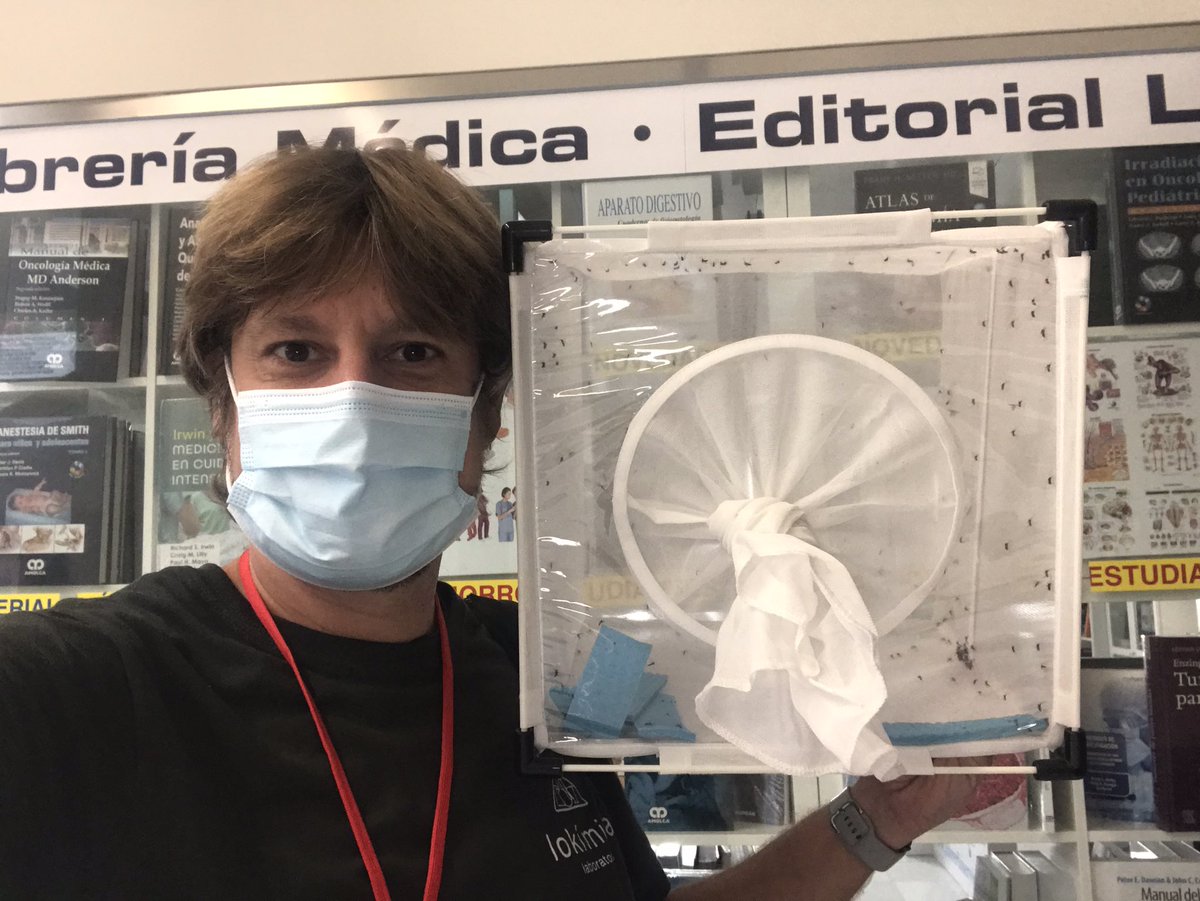 rubueno10's tweet photo. 🦟 #MosquitoWeek III
👊🏻 Quienes nos dedicamos a #ControlDeMosquitos tenemos claro que necesitamos urgentemente nuevas herramientas, y entre ellas la liberación masiva de ♂ya sea irradiados, con #Wolbachia o modificados genéticamente son ciertas alternativas que estamos evaluando https://t.co/3rW0SVSqLS
