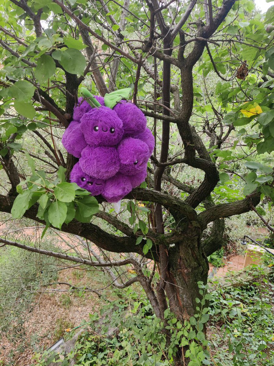 GRAPElib's tweet image. #GraphML 🍇 preprint is on @arxiv!
❤️ to @LucaCappellett6, @Zommiommy, Casiraghi, @RavanmehrVida, @Tiff_callahan, @realmarcin, @chrismungall, @pnrobins, @justaddcoffee & Valentini
📍@MonarchInit, @ConsorzioCINI, @LaStatale, @jacksonlab & @BerkeleyLab
📜:arxiv.org/pdf/2110.06196…