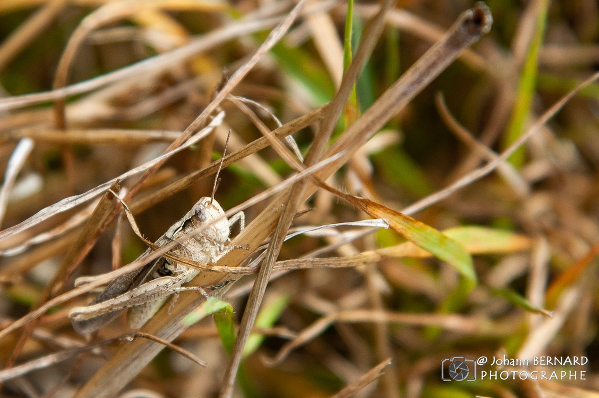 bernard29440's tweet photo. #randonnée #nature #ploudiry
J'ai croisé beaucoup de #sauterelles dans les herbes. La tenue de camouflage est pour le moment très adaptée.... #sécheresse https://t.co/h9yEZOcVLO
