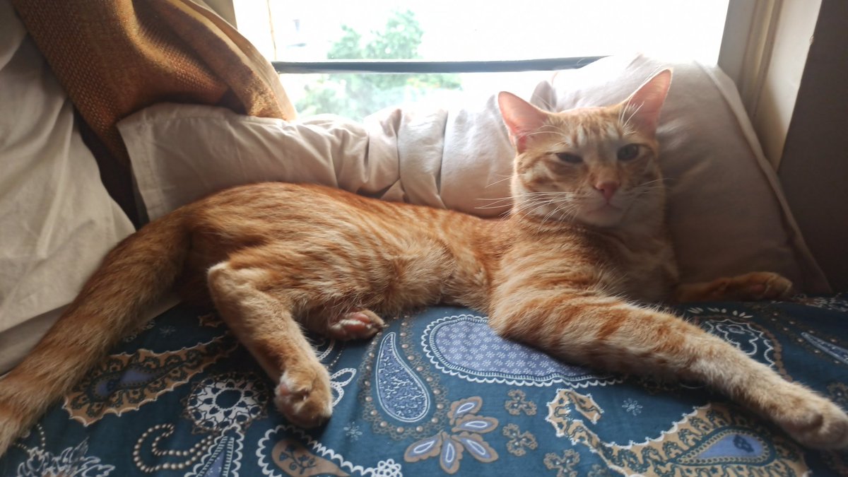 PotatoProject tweet media