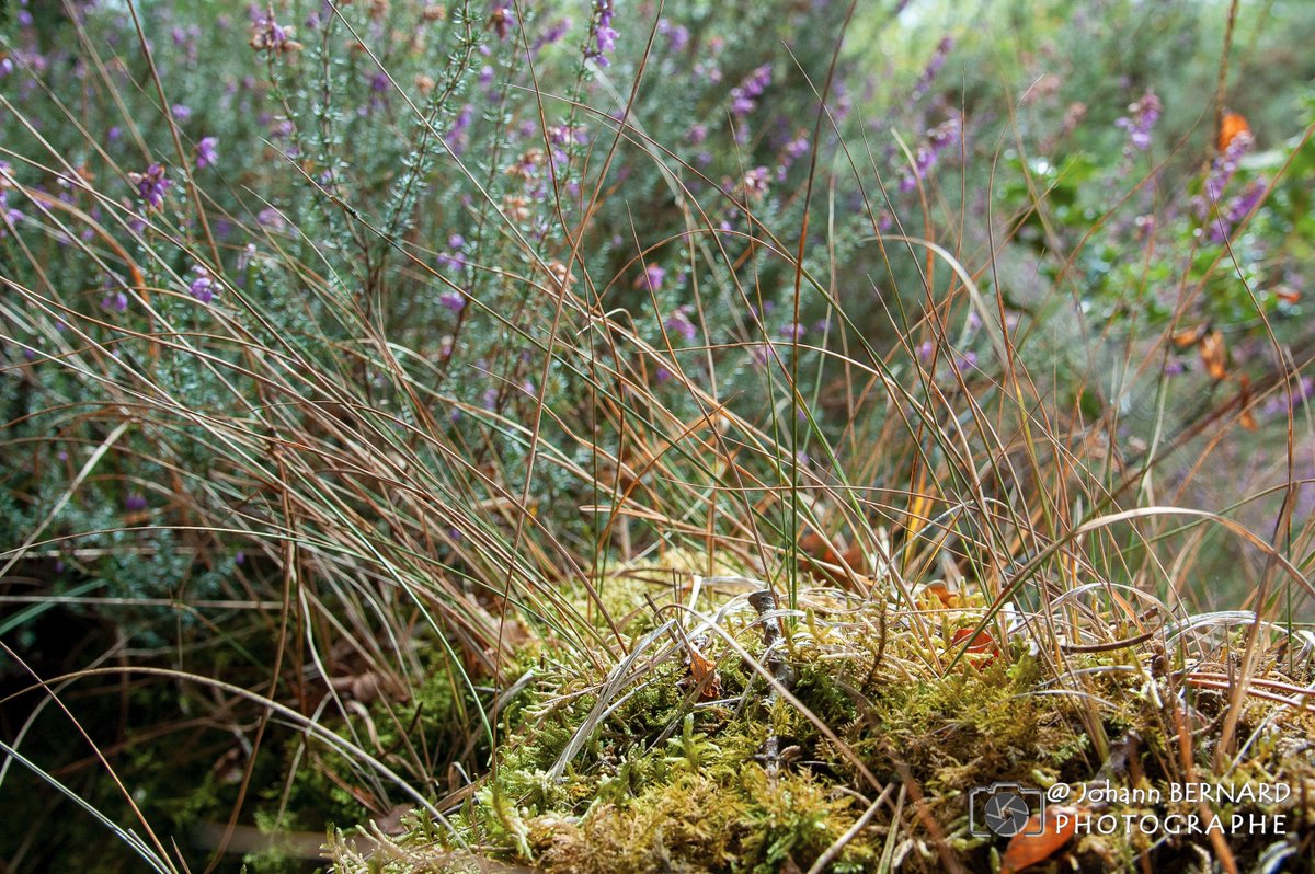 bernard29440's tweet photo. #randonnée #nature #ploudiry
quelques sous bois, de la mousse, du bois sec, des fleurs... c'est ça aussi la balade en pleine nature.
#magnifiquepaysage #ilovebretagne #bzh #finisteretourisme #magnifiquebretagne #igersbretagne #bestofbretagne #destinationfrance #francetourisme https://t.co/00CIGdGQhe