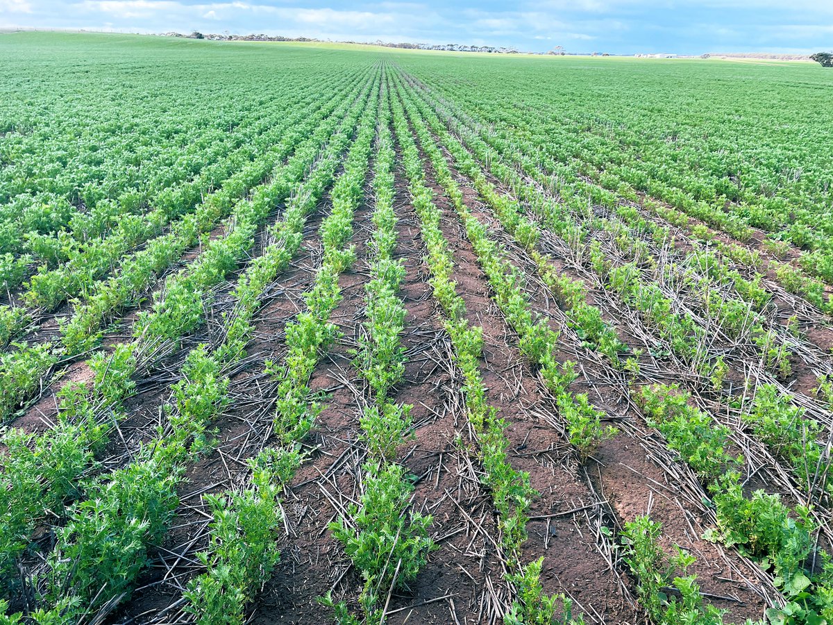 Sean Matthewson tweet media