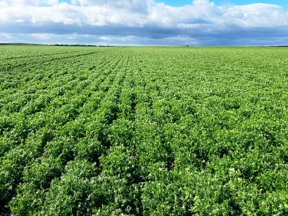 Sean Matthewson tweet media