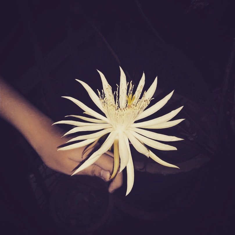 Ashley_lights's tweet photo. What do you guys think about this flower? https://t.co/v7JT4f8w3w