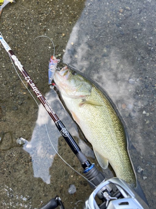 新作 人気 美品 ボンバダロイラ52 BOMBADA Loira agapeeurope.org