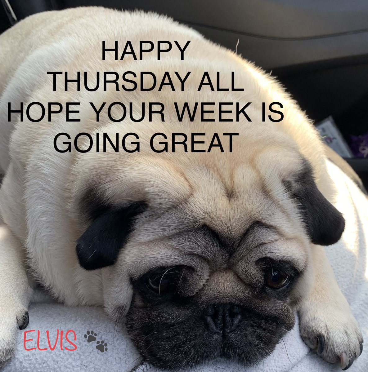 Elvis The Pug tweet media