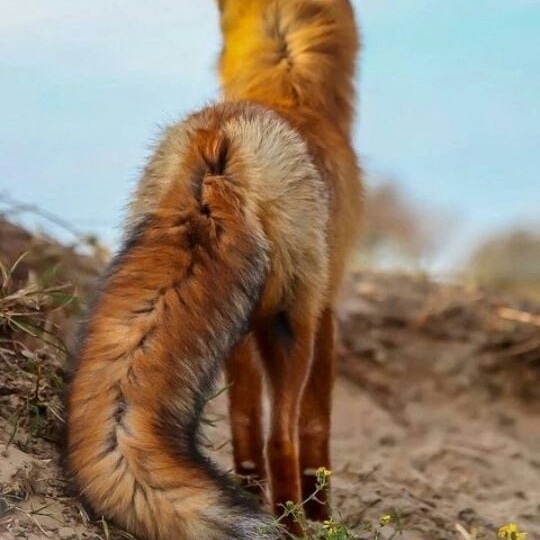 fox_lover_life's tweet photo. A little father and son time.
#fox #redfox #foxesofinstagram #arcticfox #foxred #wildfox #babyfox #vulpesvulpes #fennecfox #foxlife #foxlovers #cutefox #photofox #foxdrawing #vulpes #foxplay #foxlover #articfox #foxfurcoat #snowfox #foxs #foxes_club #clevyrthystle https://t.co/PUqiFviL8T