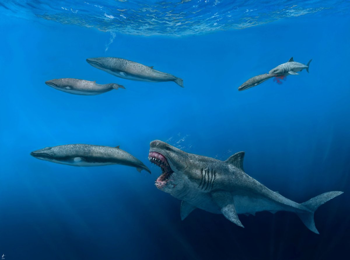 USImmigration18's tweet photo. Giant Shark https://t.co/iK7MpBFhDo https://t.co/dWSzEMGgdt