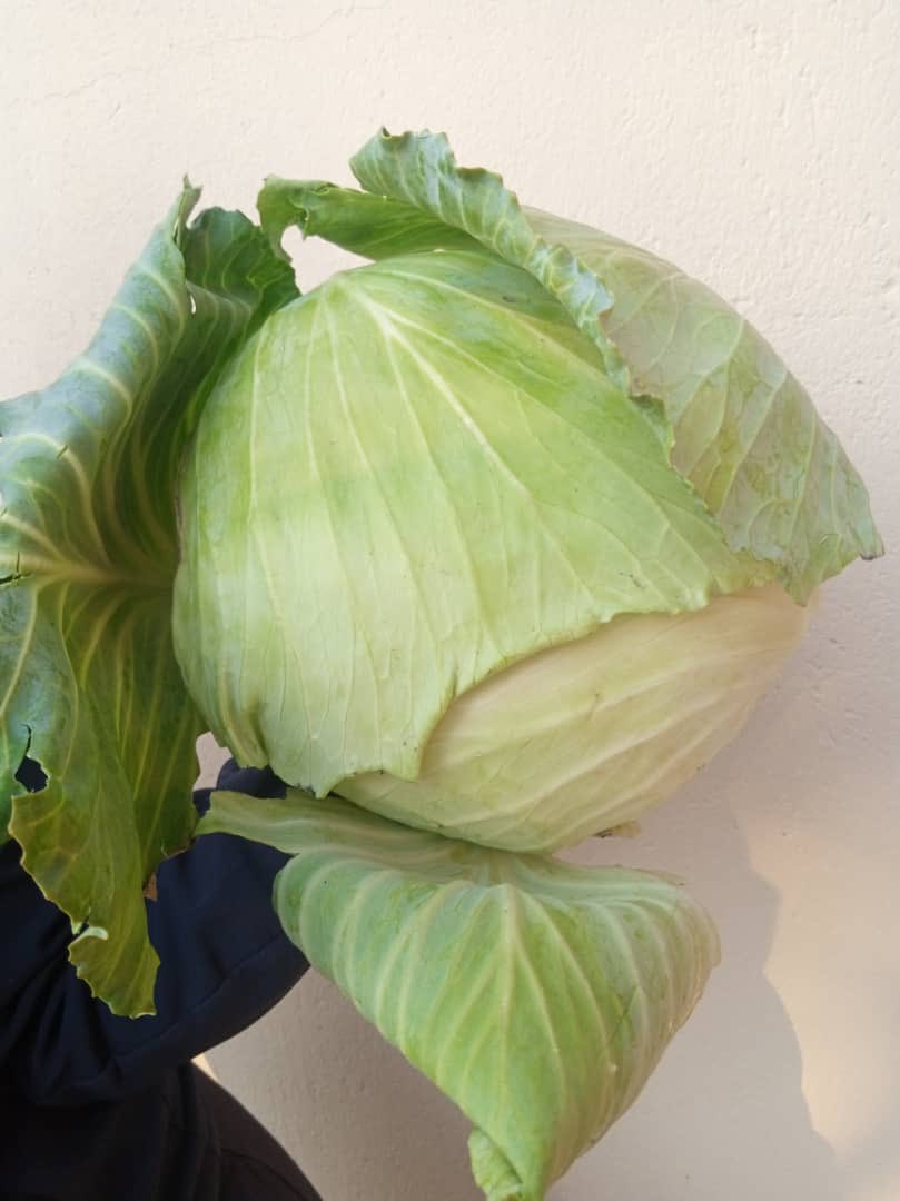 Fam..my mum needs your help.. we have a lot of cabbage at P10 per head. Please re-tweet and help us sell them. +267 71659293.