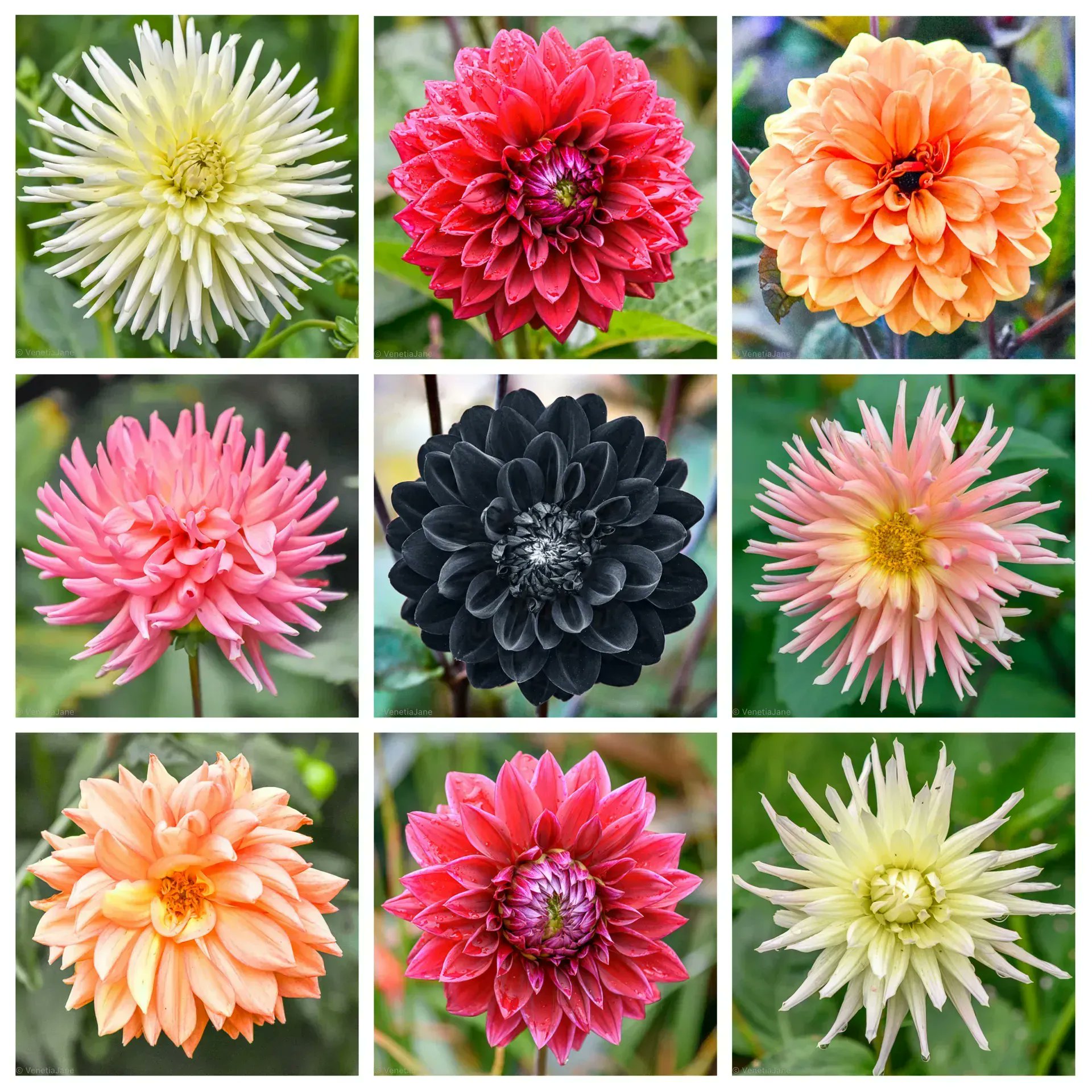 Black 2024 dahlia flower