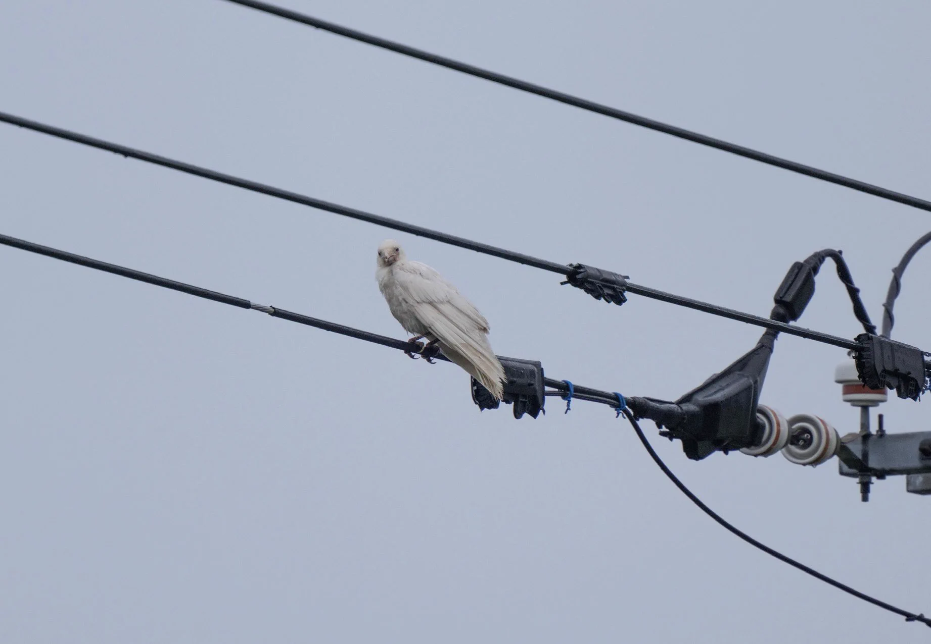 これはカラス？白いカラスの写真が話題！