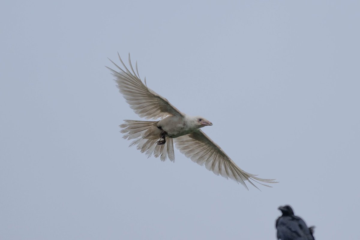 カラスの群れの中に白いカラスを見た話 アルビノか白変種か や 個別の十一人じゃん の反応も Togetter