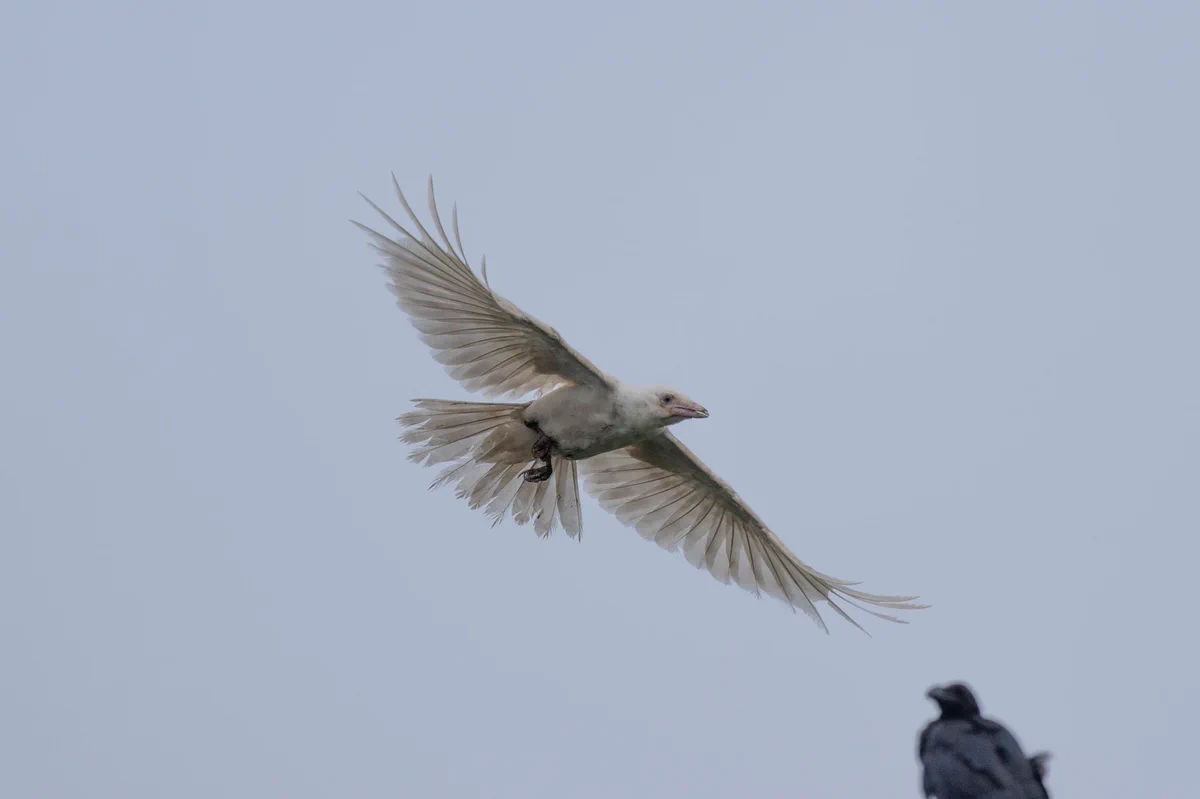 これはカラス？白いカラスの写真が話題！