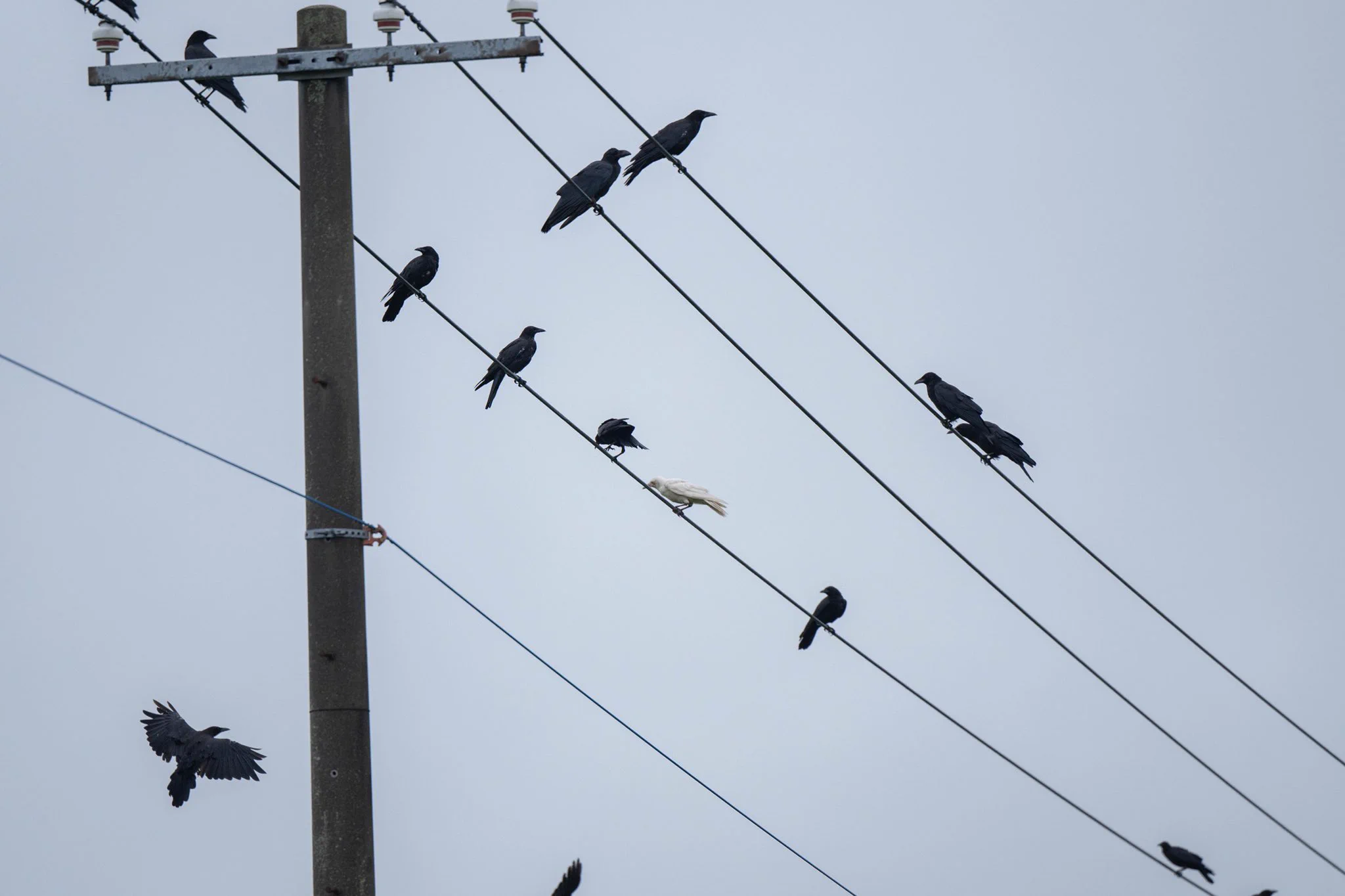 これはカラス？白いカラスの写真が話題！