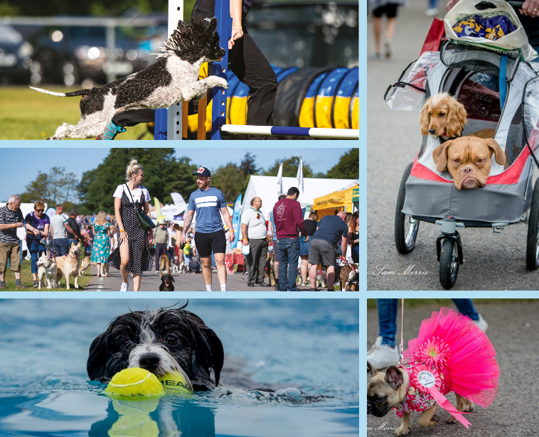 TheGoodDogGuide's tweet photo. Enjoy a pawfect #dogfriendly #familyfriendly day out, packed with exciting arena displays, dog activities, superb shopping &amp; weekend camping too! @PawsinthePark1 #Kent Show 17/18 Sept 2022. Book your tickets online now &amp; #save! https://t.co/TJQ5JXw3sc https://t.co/B5xF896JBF