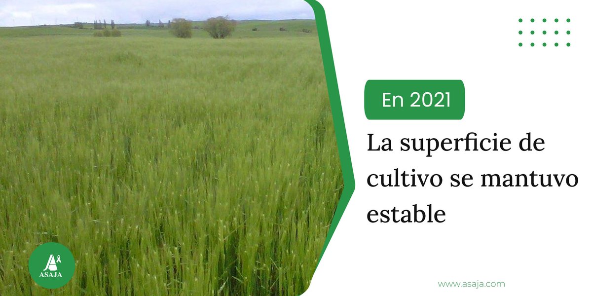 AsajaNacional's tweet photo. En 2021 la superficie de cultivo se mantuvo estable, con ligeras subidas de los herbáceos y leñosos
El total de superficie cultivada fue de 16.902.421 hectáreas, un 🔻 0,16 % menos que en 2020
Estos son los datos de #Esyrce publicados por @mapagob
👉https://t.co/FuaycgEesI https://t.co/DoXEfILSNn