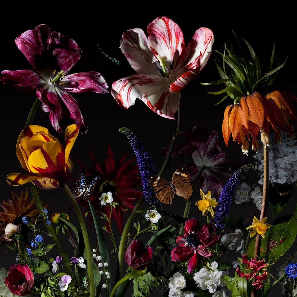 EchoFineArts's tweet photo. @basmeeuws' goal is to remind us of the transience and frailty of life as well as to awaken a broader sense of respect towards everything nature has to offer 🌺 #BasMeeuws #ArtPhotography #FlowerPhotography https://t.co/1OO5lt9cSr
