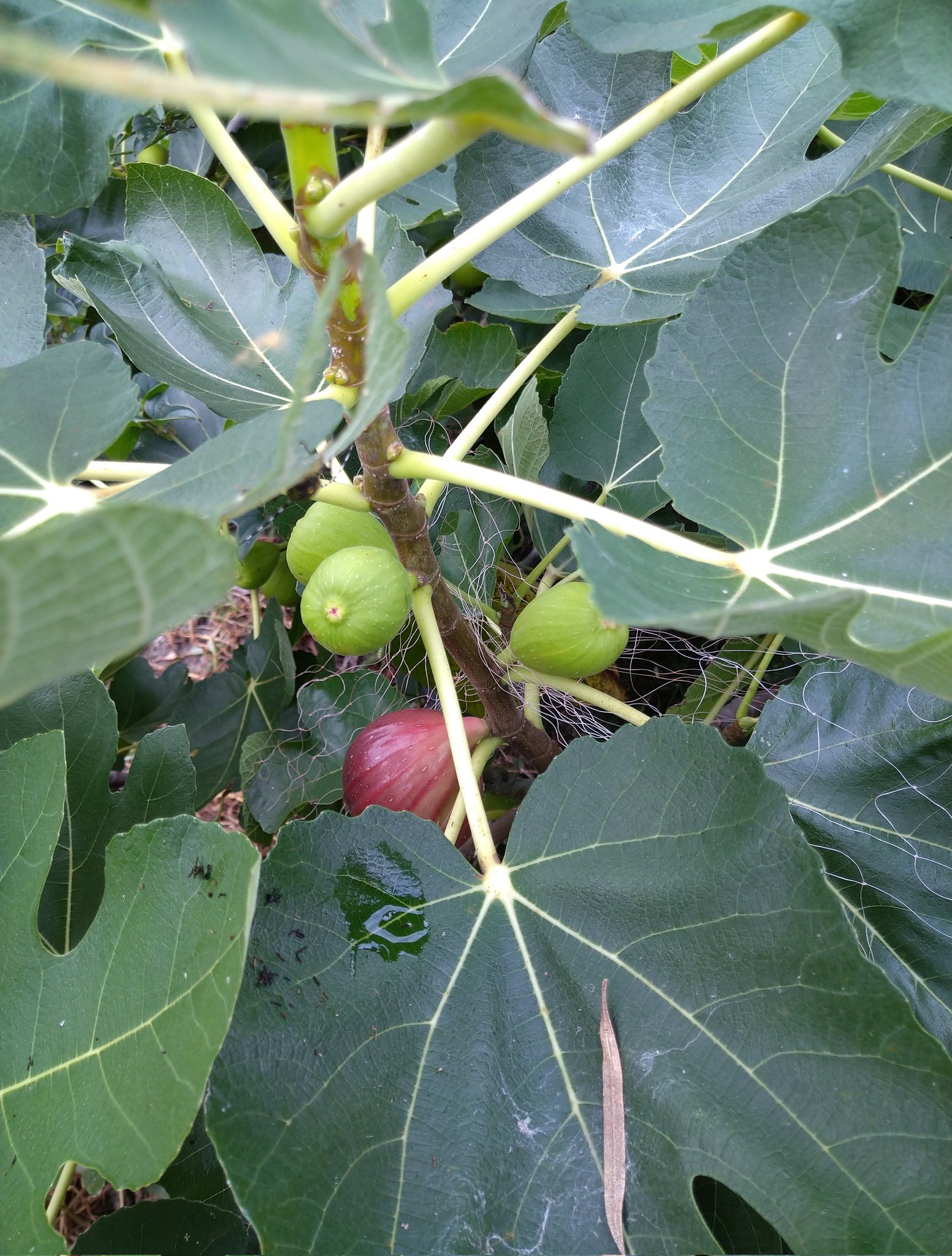 みっちゃん 店頭にイチジクが出回り出しましたね 家のイチジクも色づいて そろそろ食べ頃です イチジクの葉を折ると出る白い液は魚の目に効きます ハトムギ茶も良いですね 子どもに魚の目が出来た時に 液体窒素は痛いので イチジクやハトムギ茶 みっちゃん 店頭にイチジクが出回り出しましたね 家のイチジクも色づいて そろそろ食べ頃です イチジクの葉を折ると出る白い液は魚の目に効きます ハトムギ茶も良いですね 子どもに魚の目が出来た時に 液体窒素は痛いので イチジクやハトムギ茶