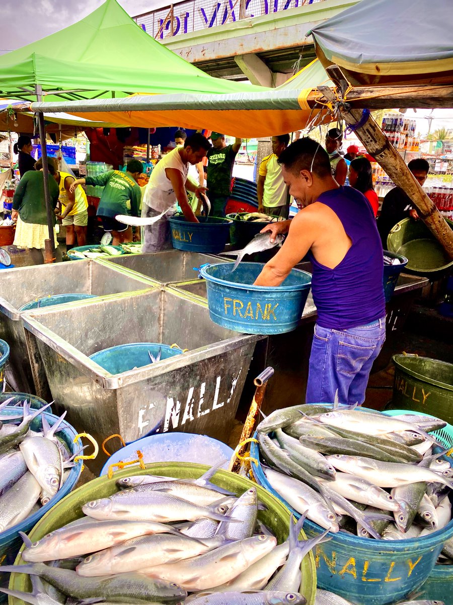 YamakuseYoji's tweet photo. The guys working at the Dagupan fish market (in Luzon) has the great skill quickly enough to throw a fish into each bucket of each customer without any mistake! 魚市場のお兄さんが素早く魚をお客の入れ物に投げ入れる。見事!フィリピンはダグパンにて #Philippines #Dagupan #fish_market https://t.co/RCIXMGkBKJ
