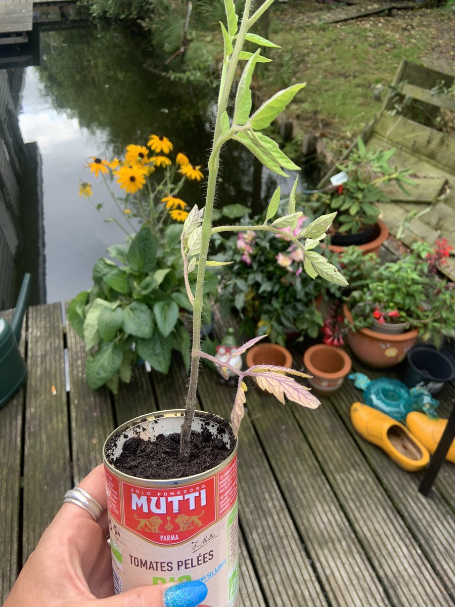 Net 2 meisjes aan de deur
Of ik een tomatenplantje wil ruilen tegen iets wat ik heb.

Tja, wat geef je dan? 🤷🏼‍♀️

Ik gaf ze allebei een bloem
Stralende koppies 🤩

Wat een leuk idee van die 2!

🍀🌸🌸🍀